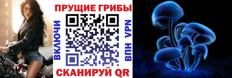 Псилоцибиновые грибы Psilocybe  Кущёвская 